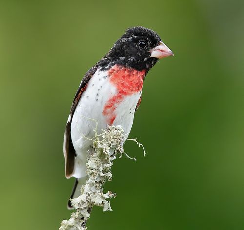 Самец. Красногрудый дубоносовый кардинал - Rose-breasted Grosbeak
