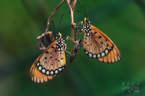 Butterflies in garden