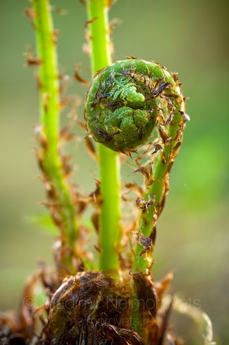Unfurling fiddlehead fern frond / Разворачивающийся лист папоротника
