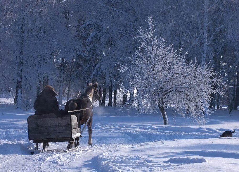 Зима торжествующая. Сани для снега. Конь сани в снегу. Зимний лес сани. Лошадь с санями в зимнем лесу.