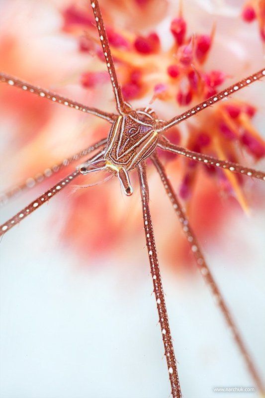 crab, snow, flower,underwater,color,arrow,spider,white Снежные цветыphoto preview