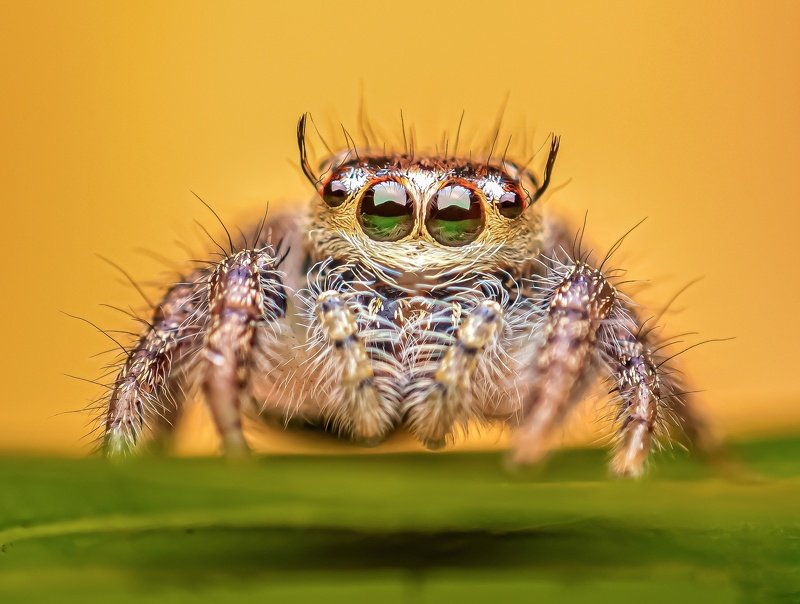 macro wildlife closeup insects spiders Portrait of Hylius so.photo preview