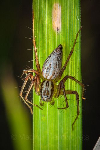 The lynx spider (Oxyopes lineatus) female / Паук-рысь (Oxyopes lineatus), самка