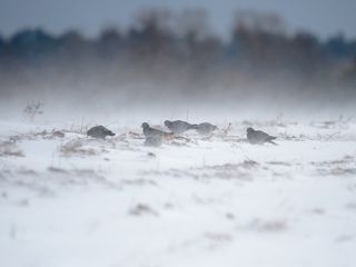 В метели
