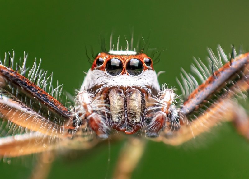 macro wildlife closeup insects spiders Portrait of Two striped jumper malephoto preview