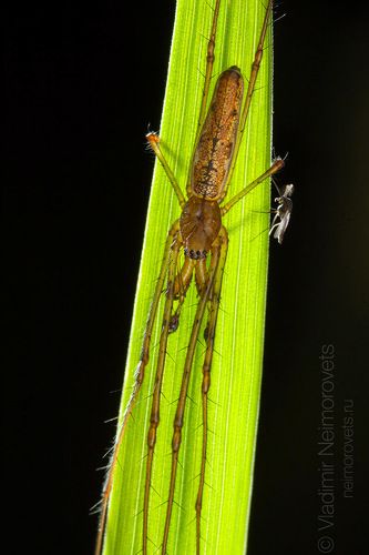 Common Stretch-spider (Tetragnatha extensa) / Вязальщик длинный (Tetragnatha extensa)