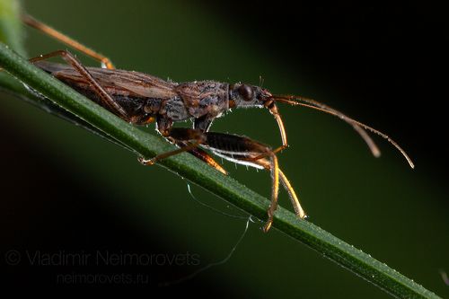 The damsel bug (Nabis sp.) / Клоп-охотник (Nabis sp.) 