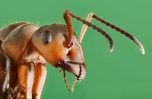 Portrait of an ant