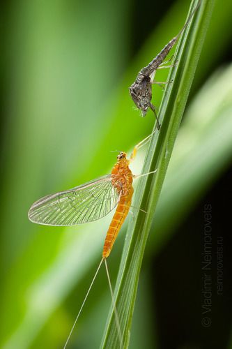 Molting of mayfly subimago to the full adult form (imago) / Линька субимаго подёнки в имаго