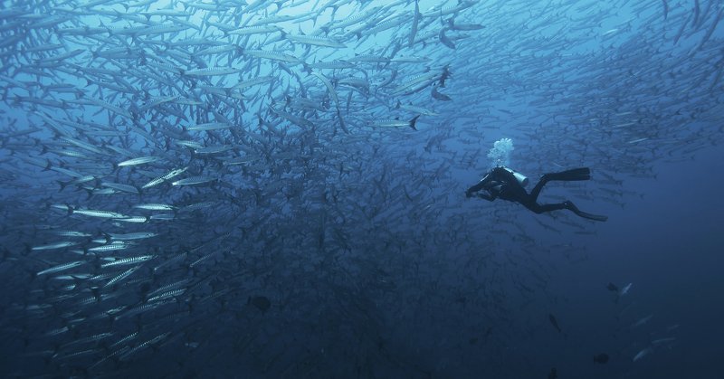 дайвинг, дайвер, рыбы, рыба, барракуда, океан, индонезия, подводный, синий В стае барракуд 1photo preview