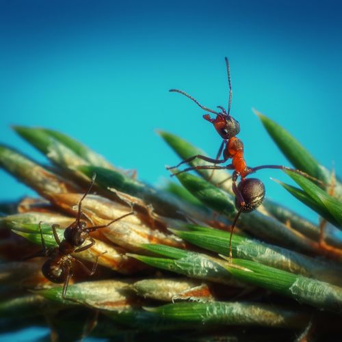 муравьи, отражающие атаку.