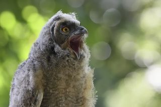 Asio otus