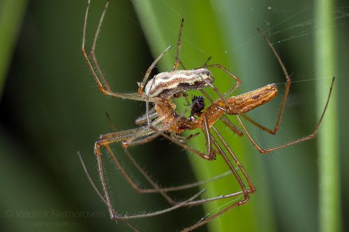 Mating of the common stretch-spider (Tetragnatha extensa) / Спаривание пауков-вязальщиков (Tetragnatha extensa)