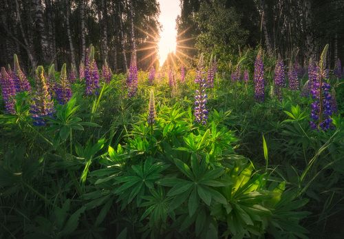 The Lupine spring fest is here...