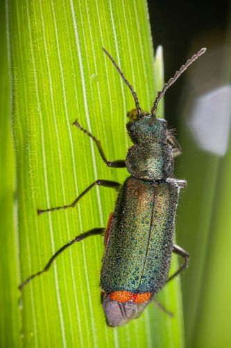 The malachite beetle (Malachius bipustulatus) / Двупятнистая малашка (Malachius bipustulatus)