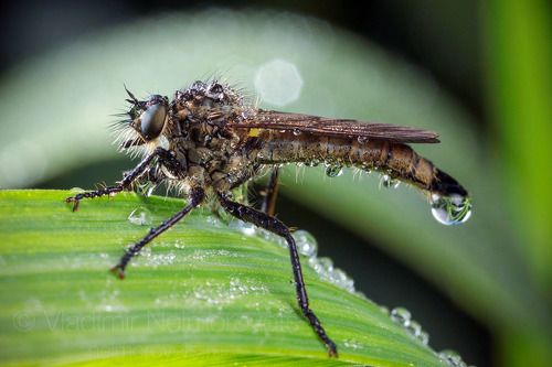 The robber fly Didysmachus picipes in the morning / Ктырь Didysmachus picipes ранним утром