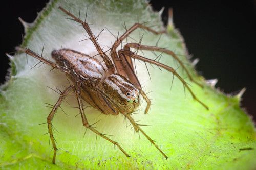  A female of the lynx spider (Oxyopes lineatus) is guarding a cocoon with eggs / Самка паука-рыси (Oxyopes lineatus) охраняет кокон с яйцами