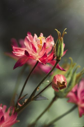 Эльфийский цветок
