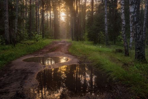 Лес на закате после дождя