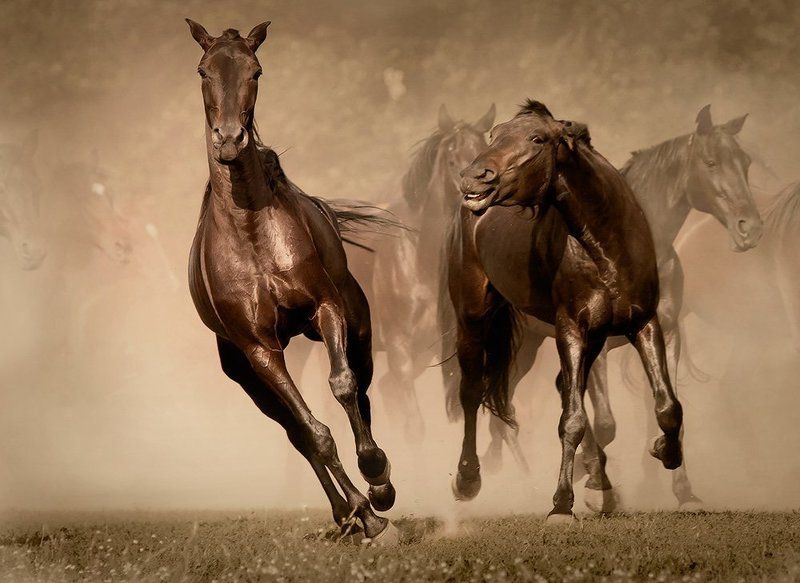 кони,лошади,табун,пыль Кони-звериphoto preview
