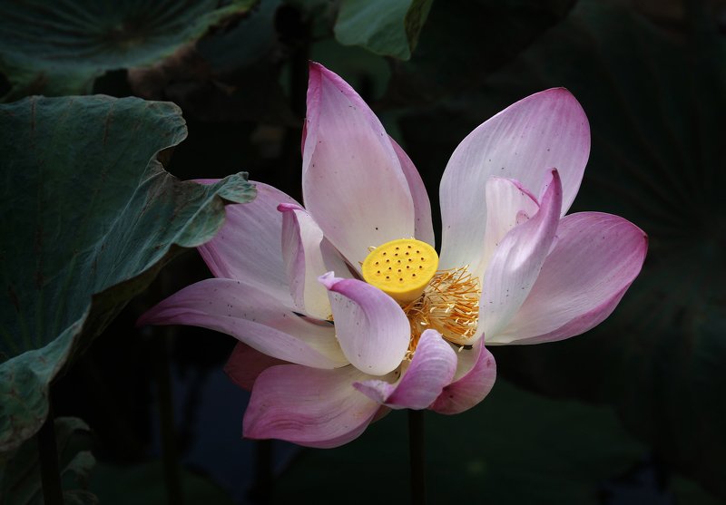 A lotus blooming!photo preview
