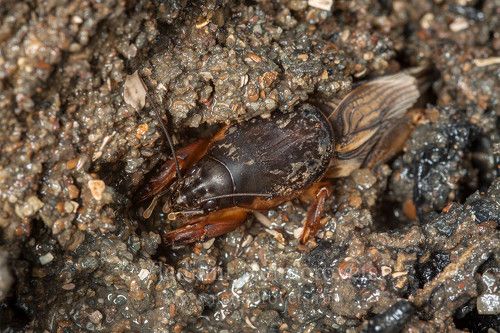 The steppe mole cricket (Gryllotalpa stepposa) / Медведка степная (Gryllotalpa stepposa)