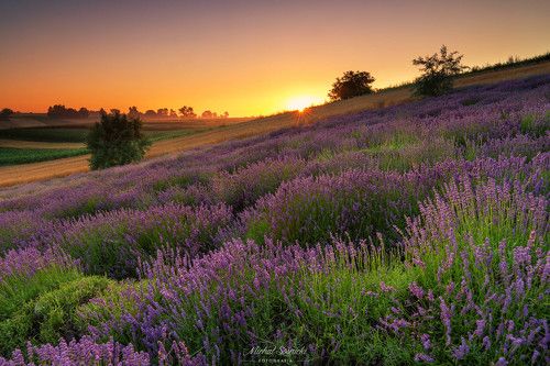 Lavender sunrise...