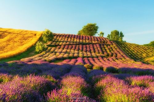 Lavender fields...