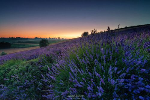 Lavender fields... at dawn.