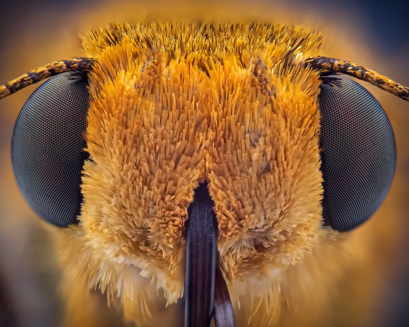 macro wildlife closeup insects Portrait of large skipper butterflyphoto preview