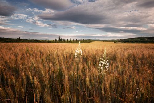 Пшеничное поле под Денисовкой
