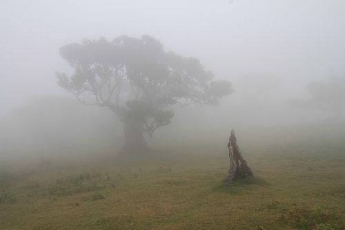 Лавровая роща в тумане.