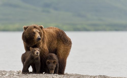 Mother-bear protecting cubs