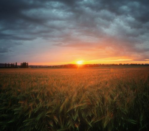 Грозовой закат над пшеничным полем