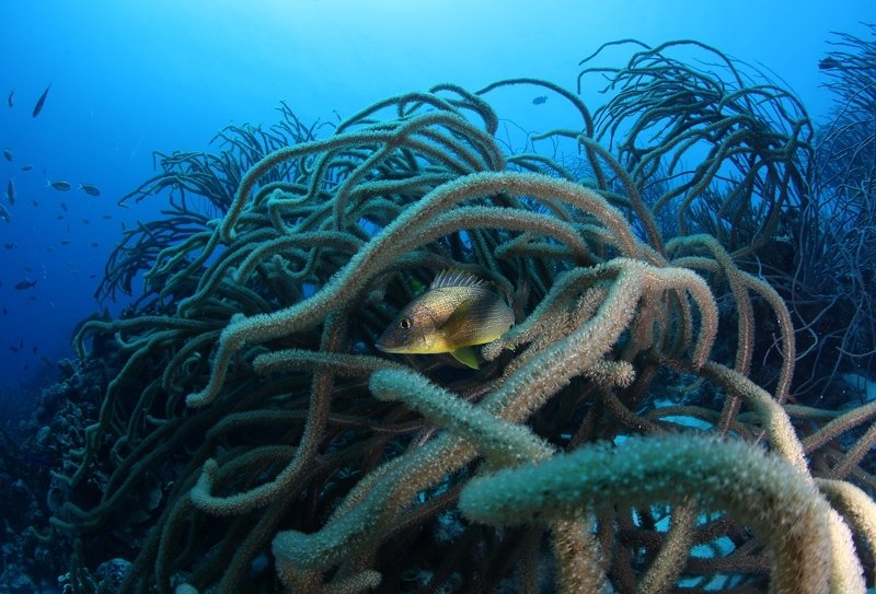 карибы, подводный мир, дайвинг, золото, природа, бонейр Карибское золотоphoto preview
