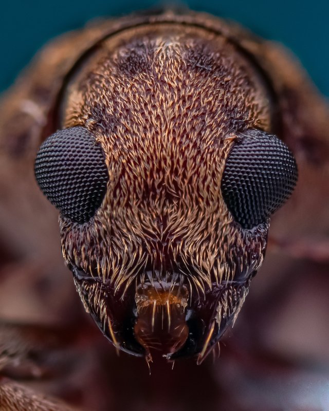 macro wildlife closeup insects Portrait of carpet beetlephoto preview