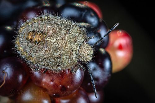The 5th instar nymph of the sloe bug (Dolycoris baccarum) on the holy bramble berry (Rubus sanctus) / Личинка пятого возраста ягодного щитника (Dolycoris baccarum) на ягоде ожины (ежевика священная — Rubus sanctus)
