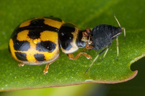 The 14-spotted ladybird (Propylea quatuordecimpunctata) and aphid (Aphis fabae)