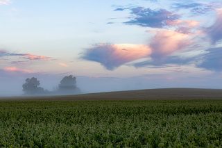 Summer morning