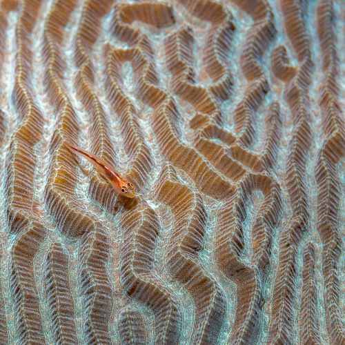 Goby on coral