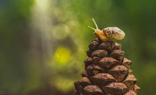 Лесные приключения
