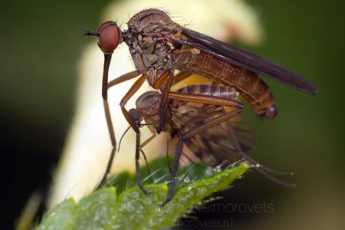 A male of the dagger fly Empis livida with its prey / Эмпис лиловый (Empis livida), самец с добычей