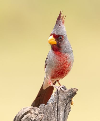 Pyrrhuloxia male - Пустынный  кардинал