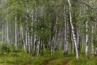 Лесная