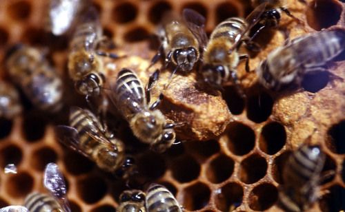 Рабочии пчелы ухаживают за Маточником.