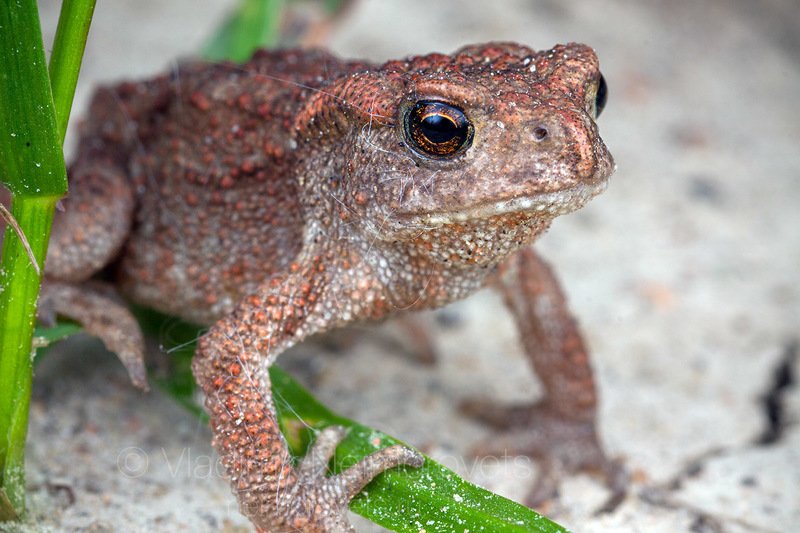 common toad, European toad, baby, under-yearling, Pudomyagi, Gatchina district, Leningrad Region, Russia photo preview