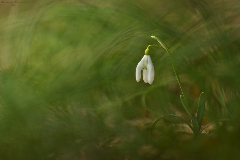 ростислав, макро, 150мм В лесных дебрях рождается веснаphoto preview