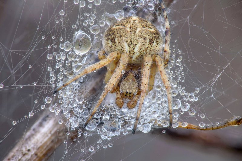 паук, роса, паутина, капли Житель мокрого домаphoto preview