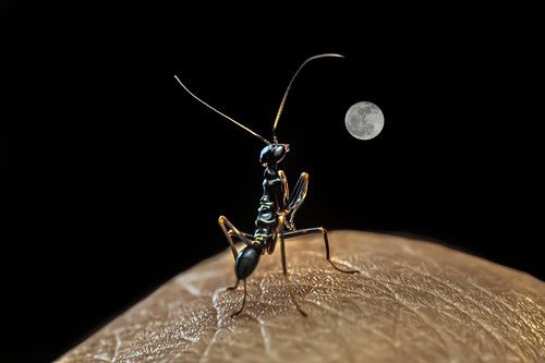 Ant mantis watching the moon