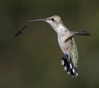 Колибри - Hummingbird flight
